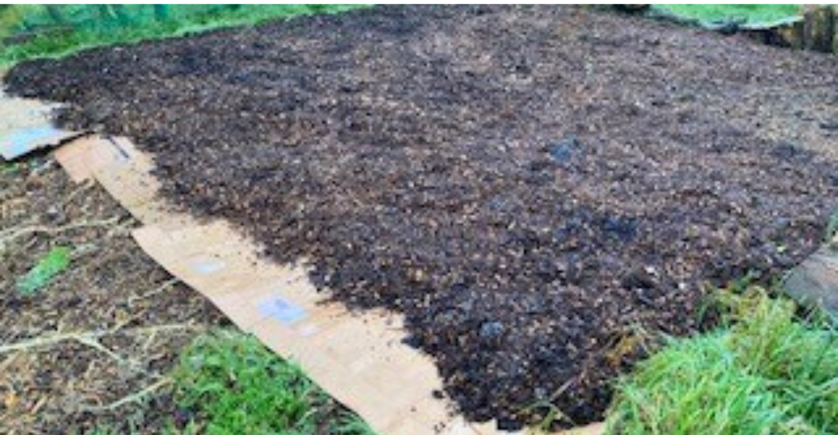 No Dig allotment